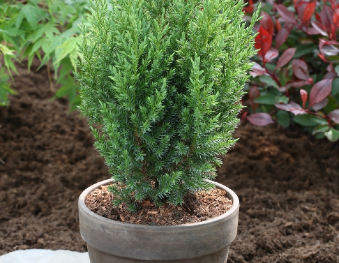 Jalovec čínský ´Stricta´