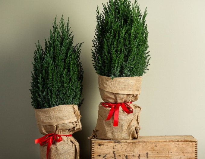 Jalovec čínský ´Stricta´