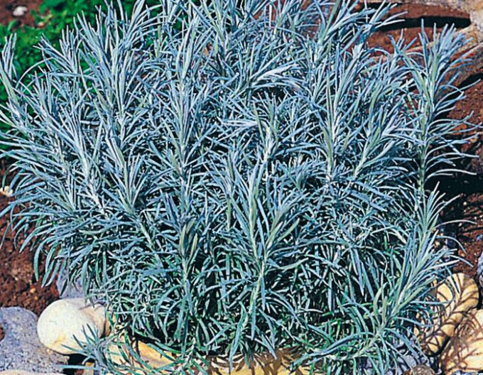 Smil italský ’Kari’