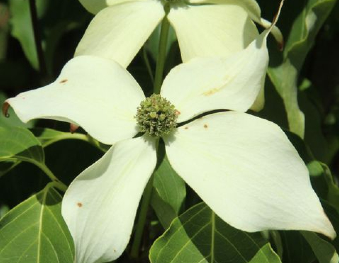 Kvetoucí dřín Weisse Fontaine