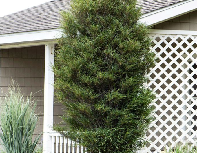 Krušina olšová  Fine Line 100 - 125cm