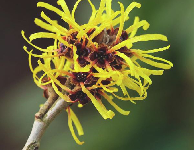 Vilín prostřední ´Arnold Promise´