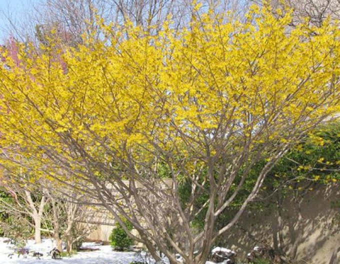 Vilín prostřední ´Arnold Promise´