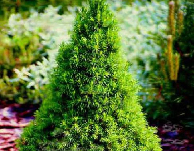 Smrk bílý ´December´