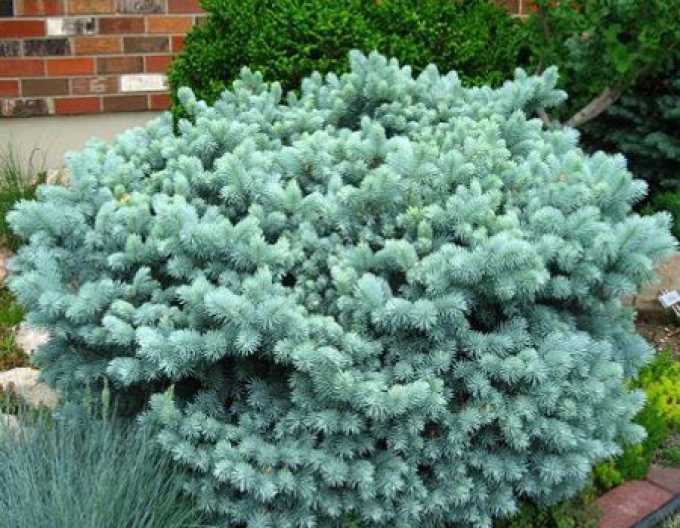 Smrk ztepilý Glauca Globosa