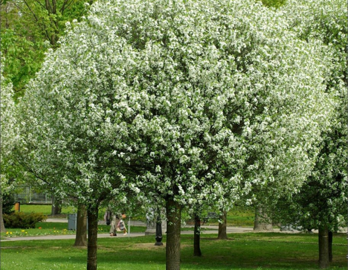 Třešeň křovitá ´Umbraculifera´ na kmínku 120cm