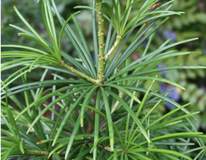 Pajehličník přeslenatý 30/40cm