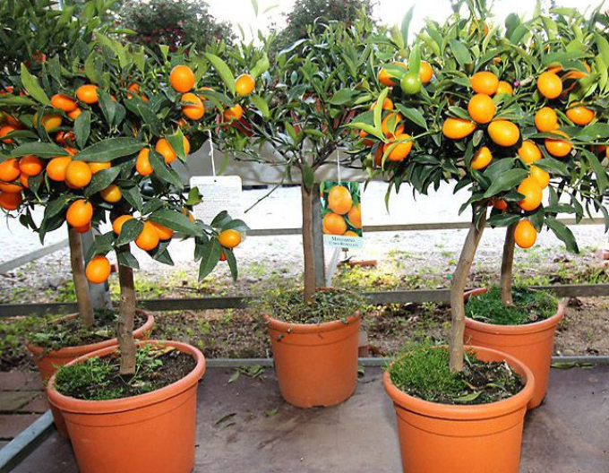 Citroník pomerančový - pomeranč