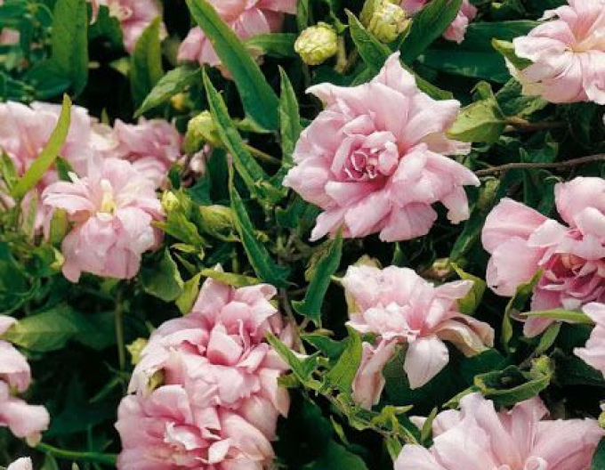 Opletník břečťanolistý ’Multiplex’