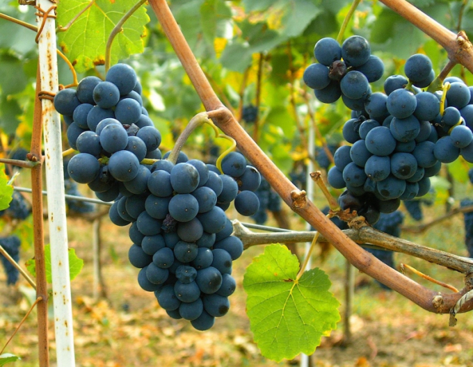 Stolní réva ´Moldova´