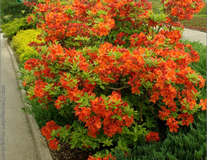 Azalka velkokvětá Gibraltar