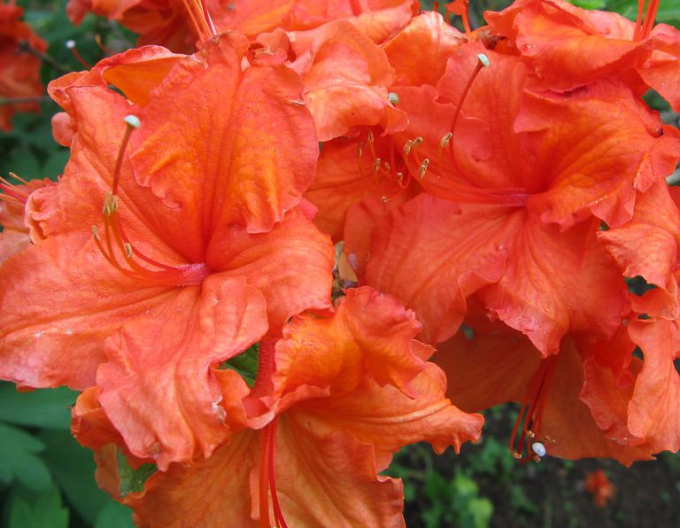 Azalka velkokvětá Gibraltar