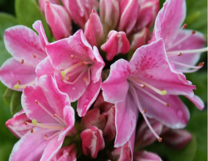 Azalka japonská Kermesina rose