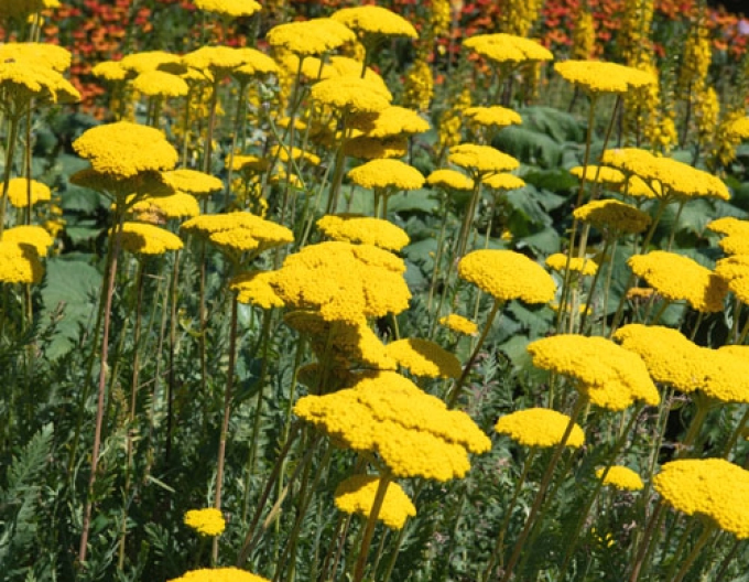 Řebříček tužebníkovitý  ’Cloth of Gold’