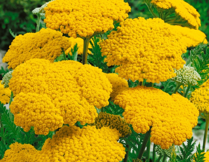 Řebříček tužebníkovitý  ’Cloth of Gold’