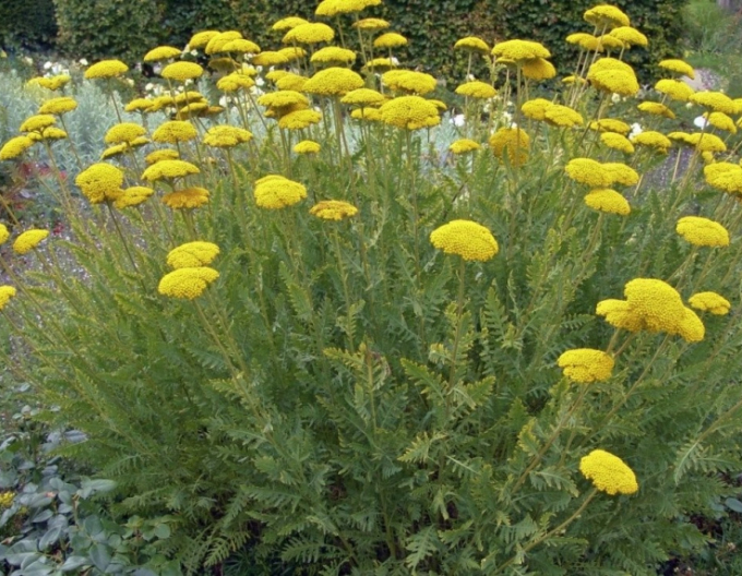 Řebříček tužebníkovitý  ’Cloth of Gold’