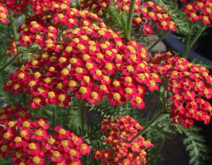 Řebříček obecný ´Paprika´