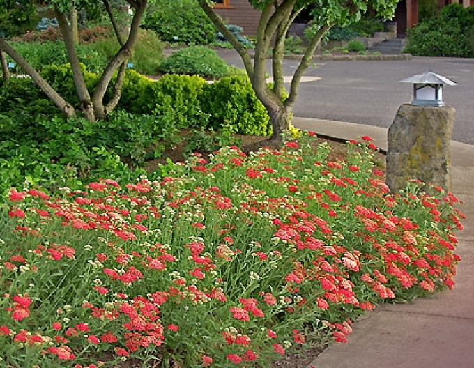 Řebříček obecný ´Paprika´