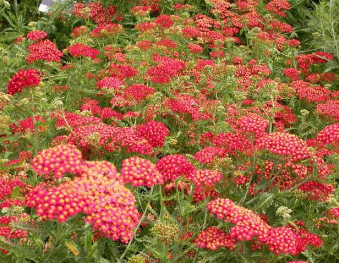 Řebříček obecný ´Paprika´