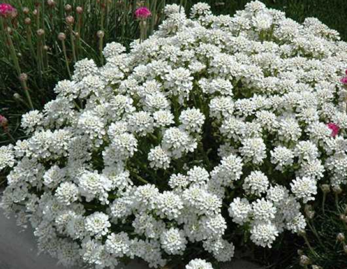 Iberia evergreen Tahoe