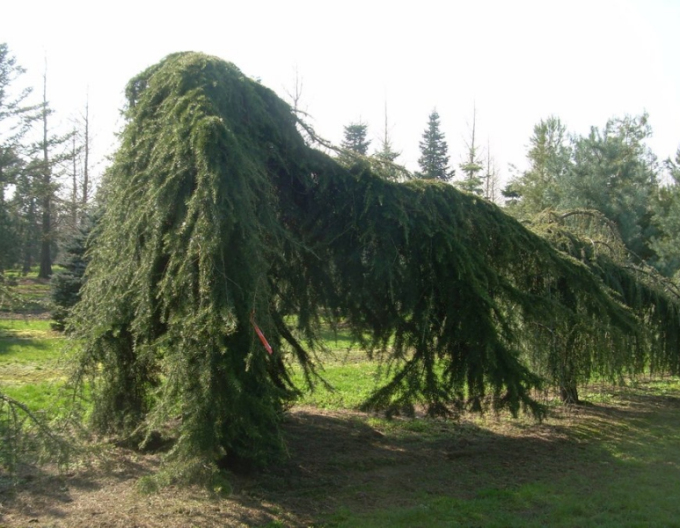 Himálajský cedr ´Pendula´na kmínku