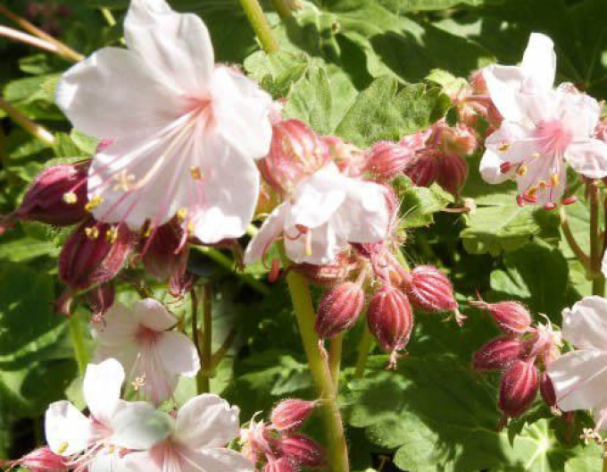 Spessartova ostrožka ´Spessart´