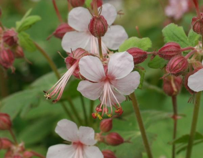 Spessartova ostrožka ´Spessart´