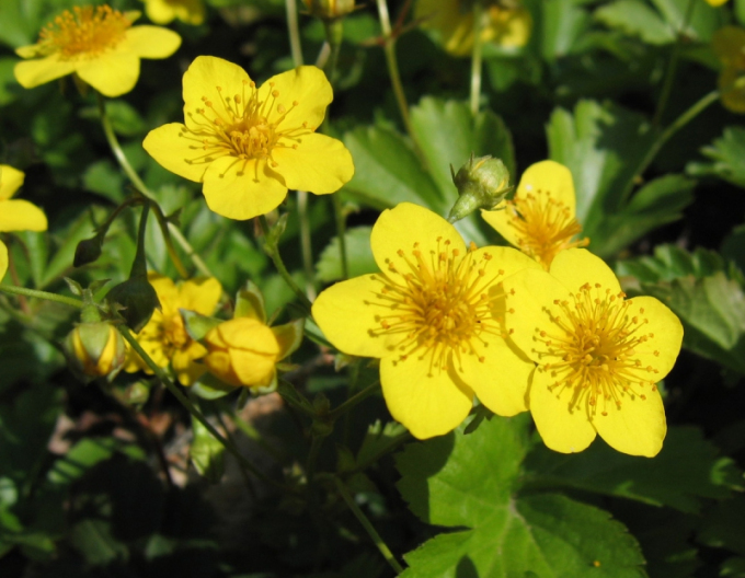 Mochnička trojpočetná