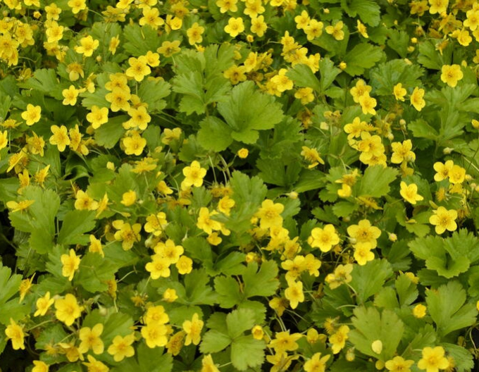 Mochnička trojpočetná