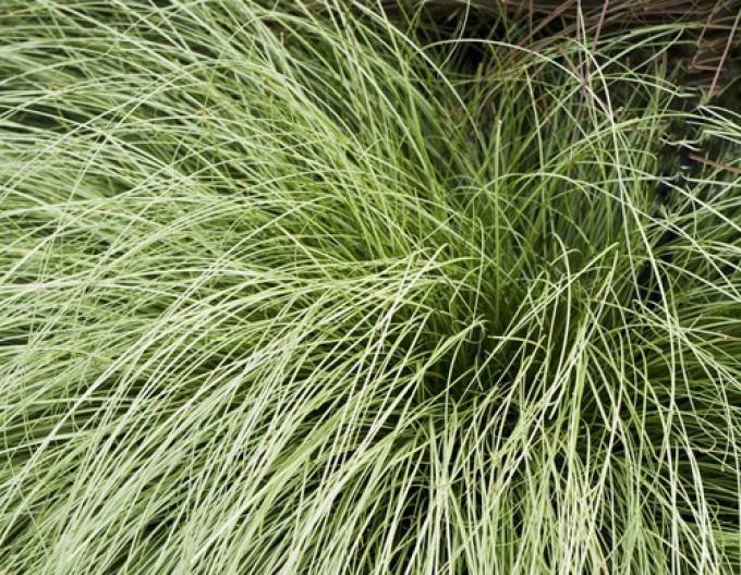 Oyster ´Amzon Mist´