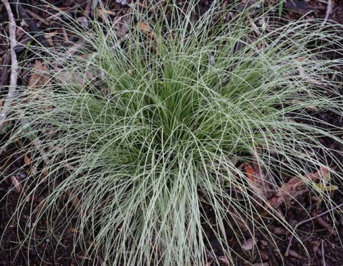 Oyster ´Amzon Mist´