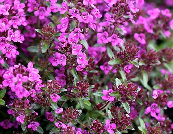 Mateřídouška časná ’Red Carpet’