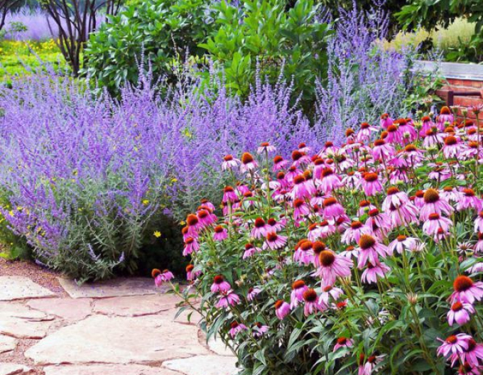 Perovskia ´Russian Sage´