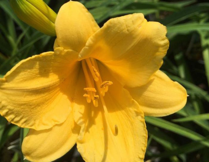 Denivka ´Stella ´d´Oro´