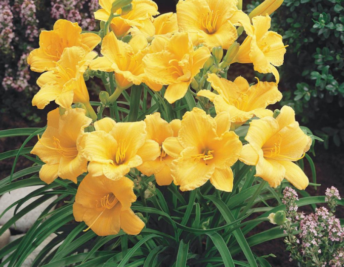 Denivka ´Stella ´d´Oro´