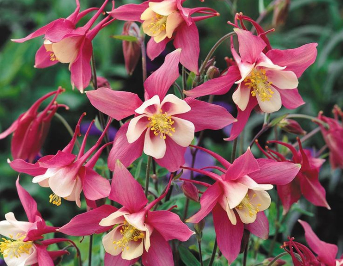 Orlíček ´Rose White´