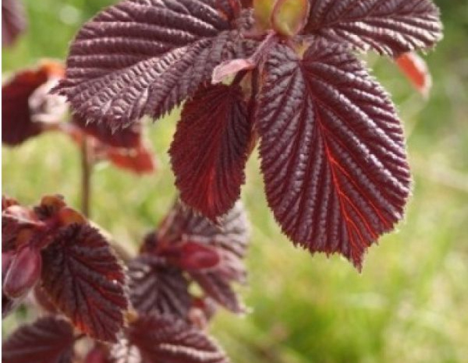 Líska obecná  Red Zeller