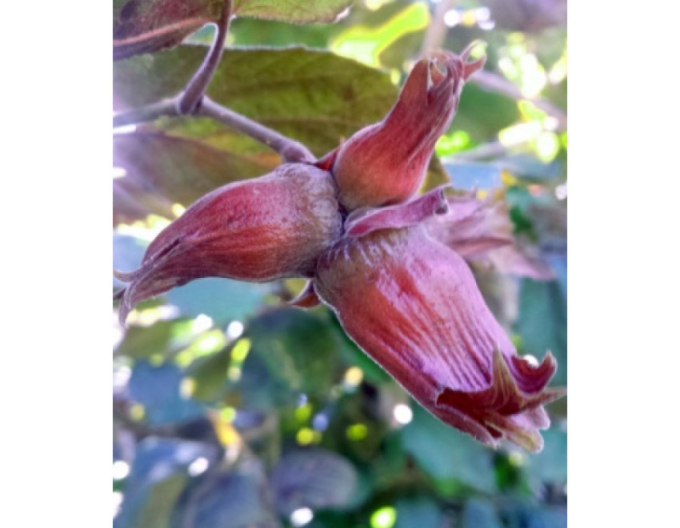 Líska obecná  Red Zeller