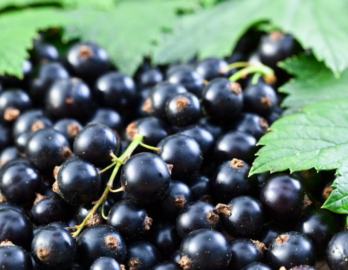 Černý rybíz ´Ojebyn´ na kmínku, prostok.