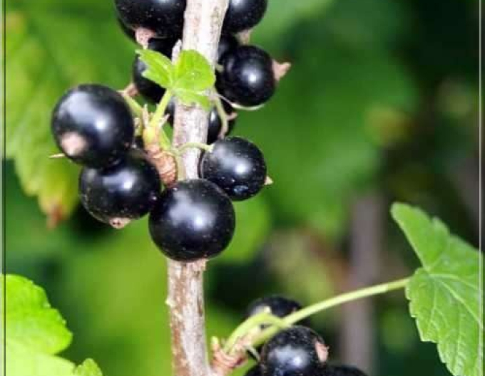 Černý rybíz ´Ojebyn´ na kmínku, prostok.