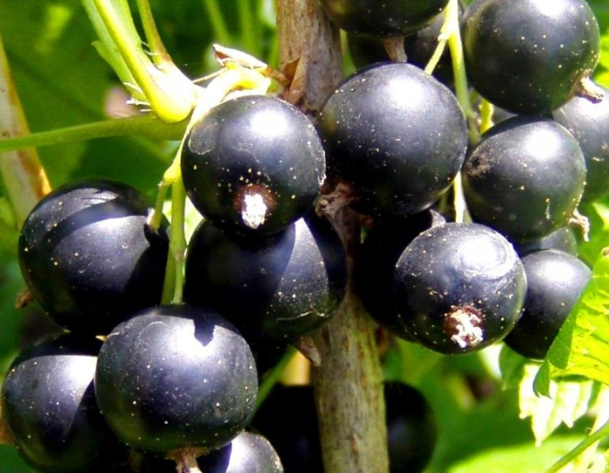 Černý rybíz ´Ojebyn´ na kmínku, prostok.