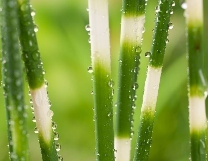 Skřípinec pruhovaný ’Zebrinus’