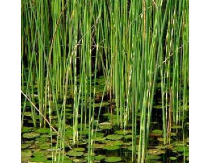 Skřípinec pruhovaný ’Zebrinus’