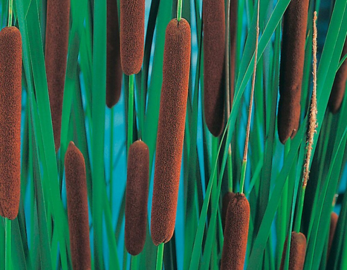 Orobinec úzkolistý