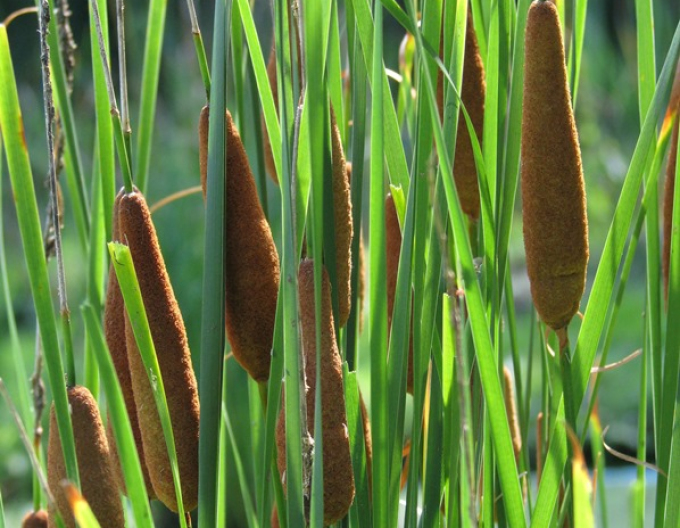 Orobinec úzkolistý