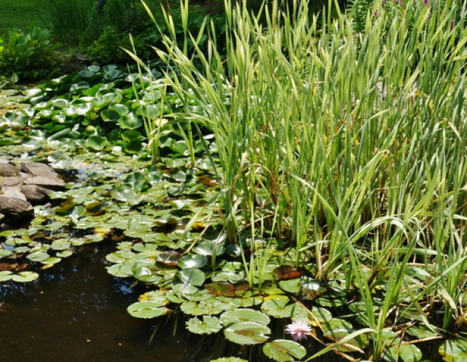 Křídlatka širokolistá