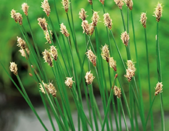 Bahnička mokřadní