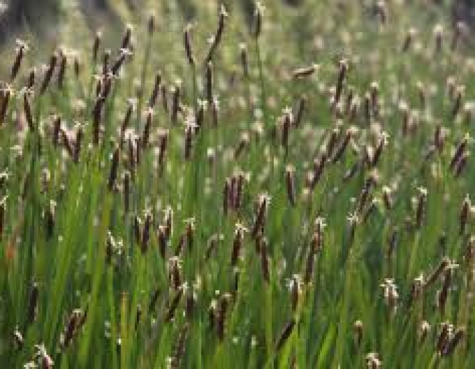 Bahnička mokřadní