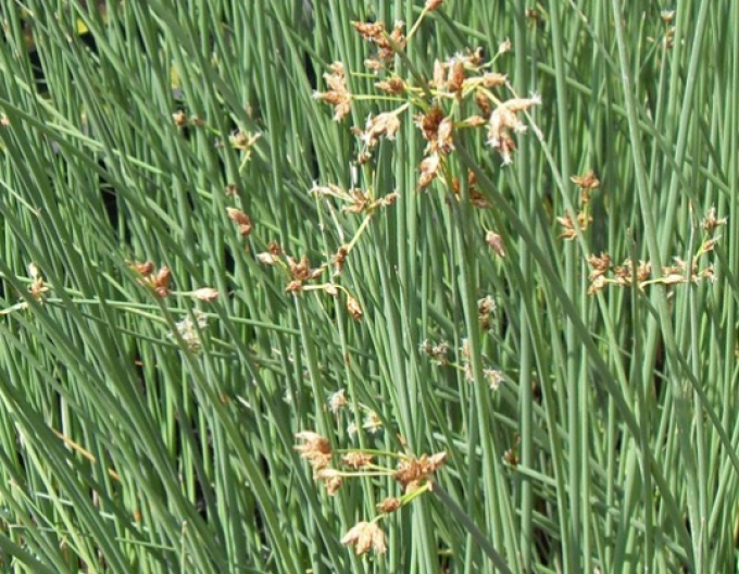 Skřípinec jezerní