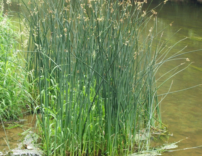 Skřípinec jezerní